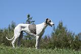 GREYHOUND 136